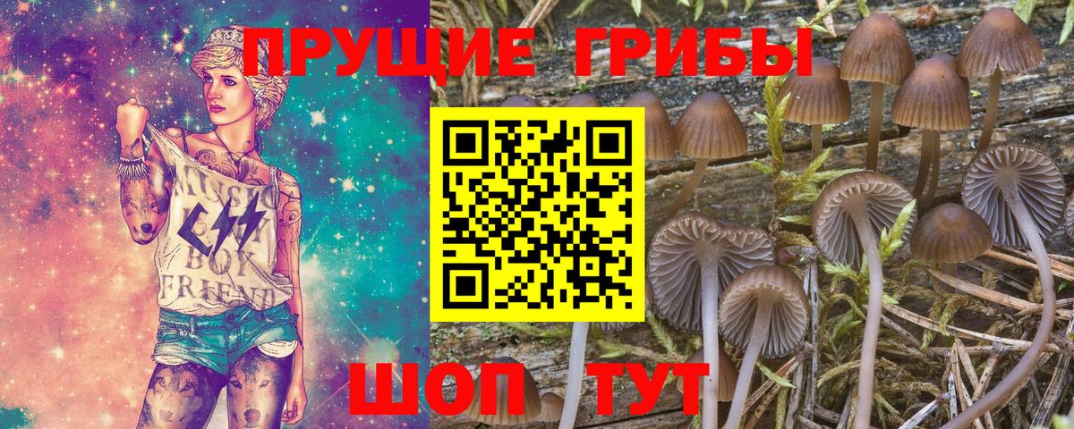 Чусовой  Псилоцибиновые грибы Psilocybe  Вход с VPN  Псилоцибиновые грибы мицелий 